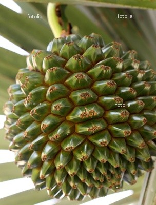 screw palm seed